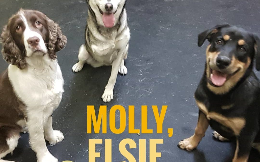 Molly, Elsie, and Rogue