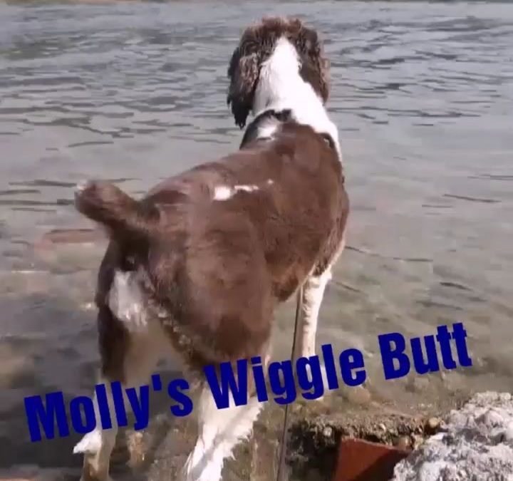 Molly enjoys a serene view of the Columbia River