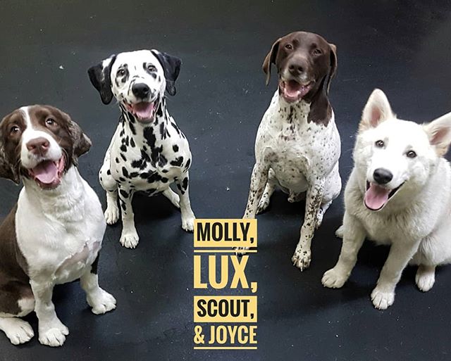 Molly, Lux, Scout, and Joyce arching their posing skills before getting back to 100% play action