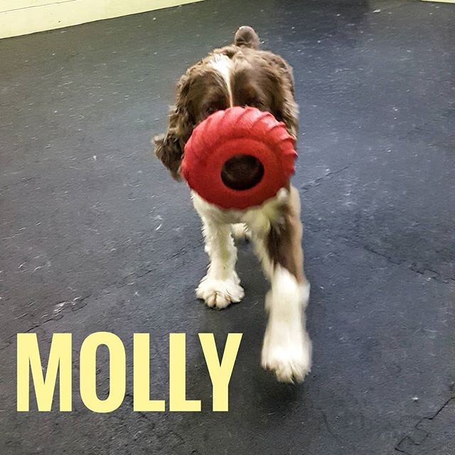 Molly proudly prancing around with her Jolly Pets Tug Tire