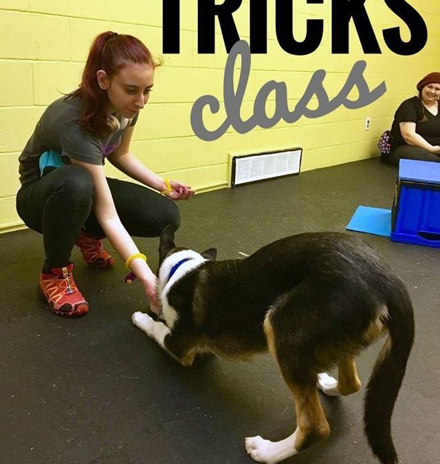 More great moment from Tricks Class