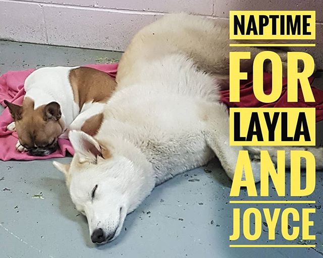 Naptime for Joyce and Layla