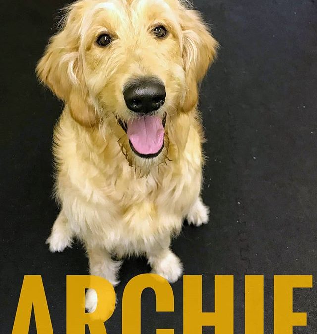 New Daycare Dog: Archie