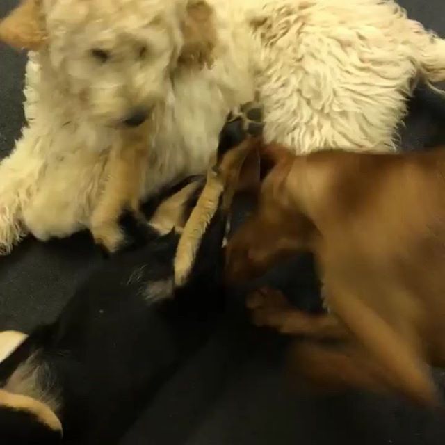 New Meet and Greet puppy, Rogue (Rottie Pup), is welcomed by Lola and Belle