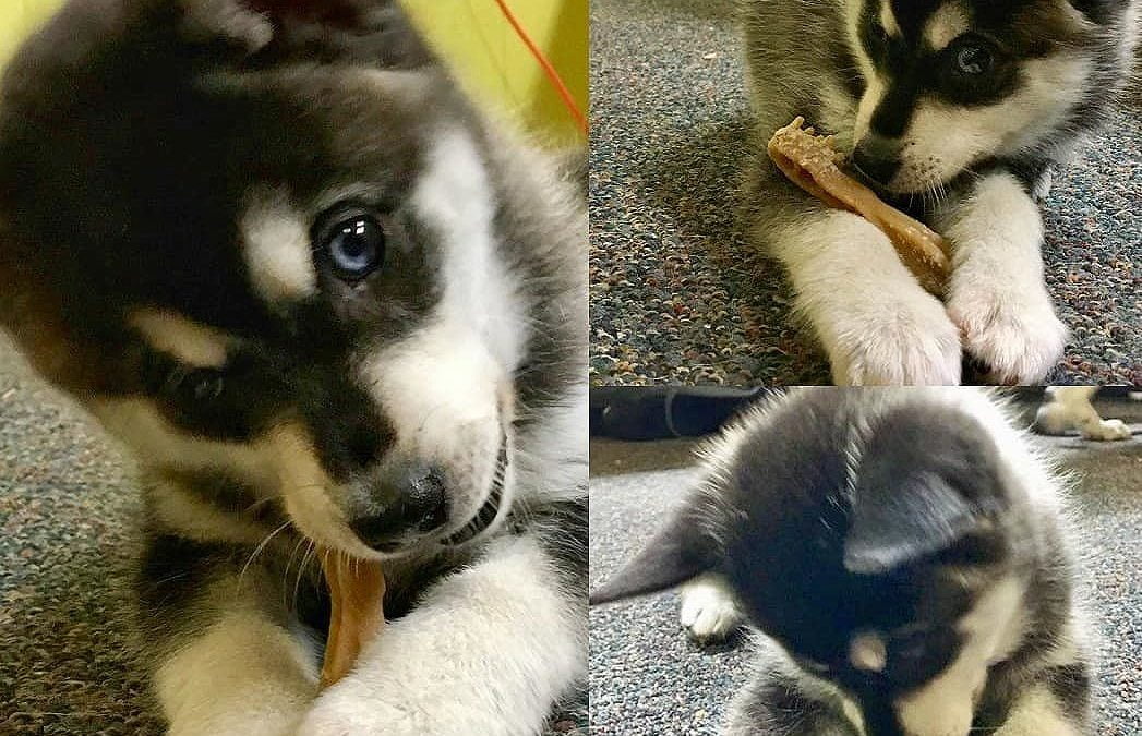 Niko loves Whimzees Dental Chews