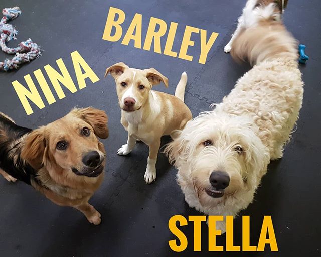 Nina, Barley, and Stella say hello from our dog daycare
