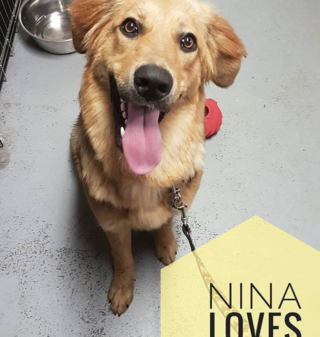 Nina loves daycare and she loves going for walks