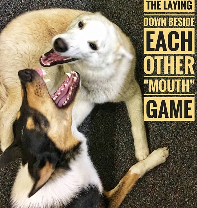 Otto and Joyce enjoying a friendly mouth game