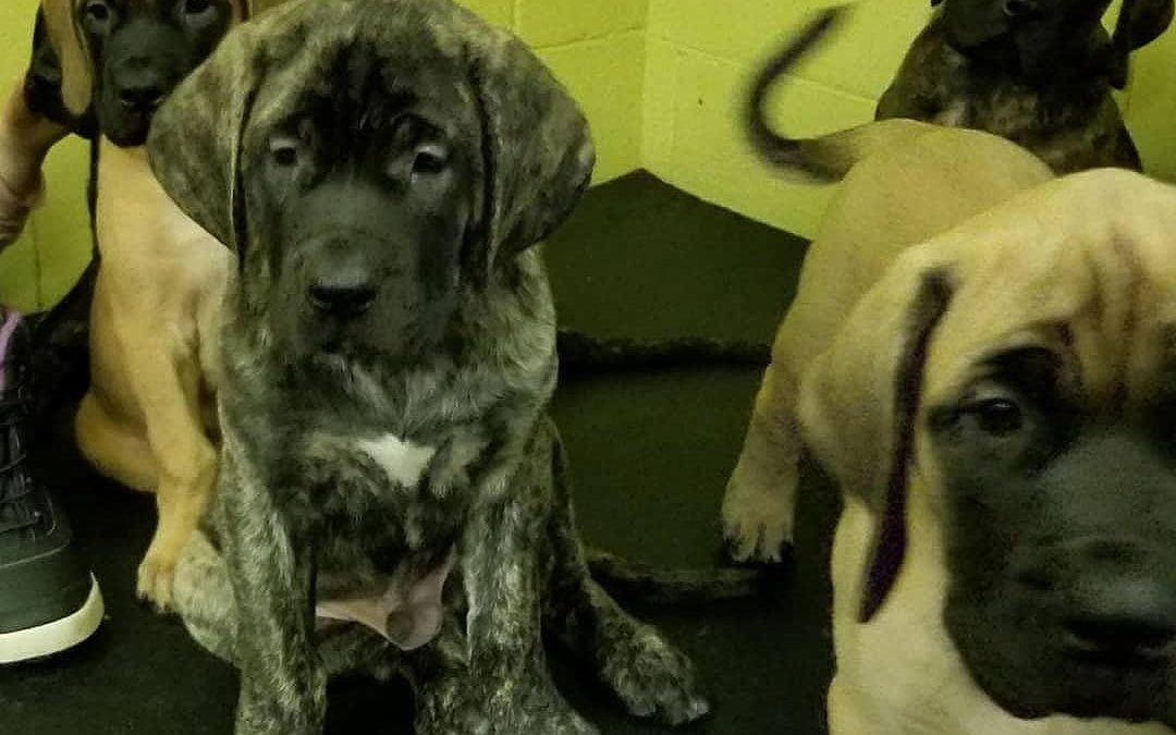 Our puppy class had some extra special guests this week