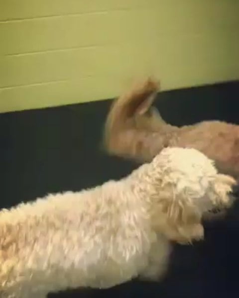 Our three Doodle friends having oodles of fun together