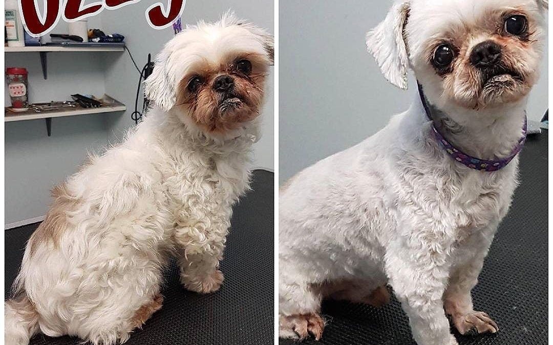 Ozzy was once shaggy, now Ozzy is waggy