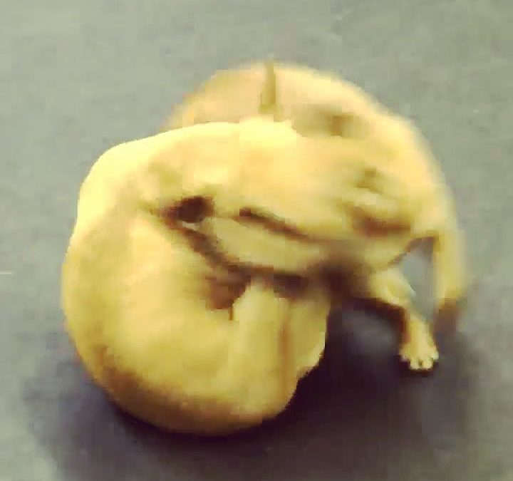 Paco and Emma become one when playing together