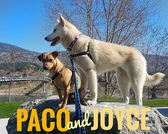 Paco and Joyce on Pride Rock surveying all that they own