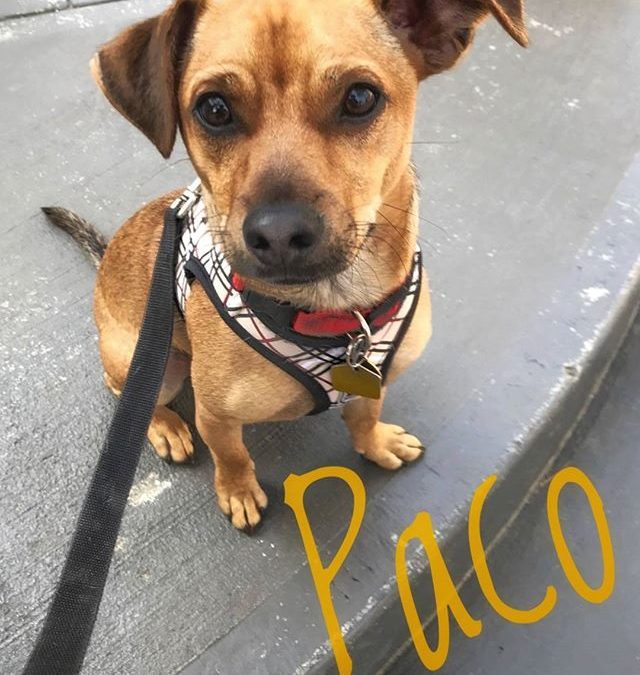 Paco was here to inspect the daycare