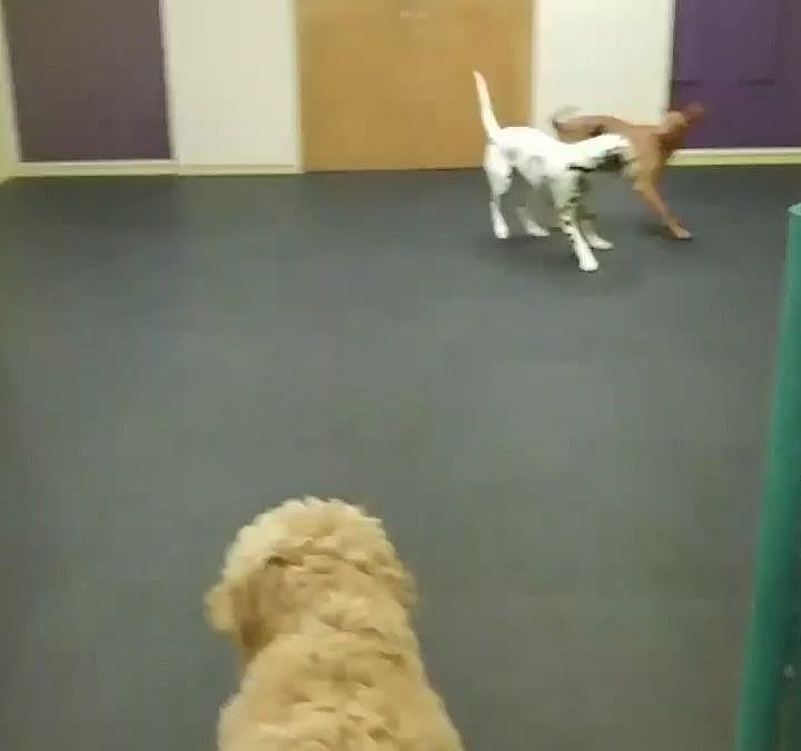 Paisley, Lux, Lola, and Luna playing well together