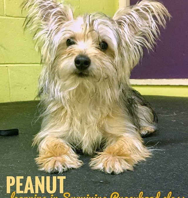 Peanut is laying down patiently in Surviving Puppyhood class