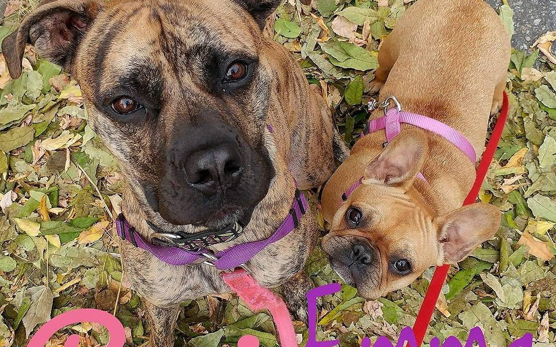 Rosie and Emma love each other and love the outside and love Barks and Rec