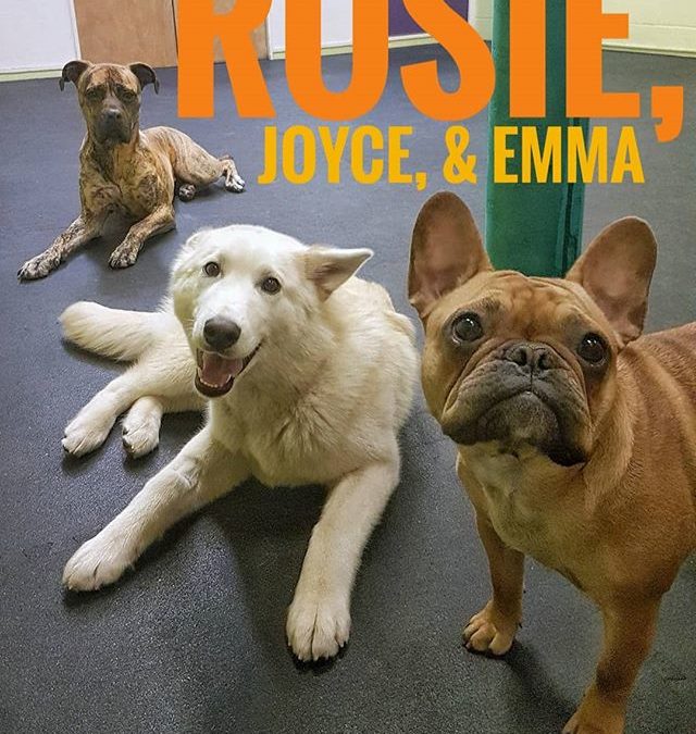 Rosie, Joyce, and Emma showing us thier best dog-model poses