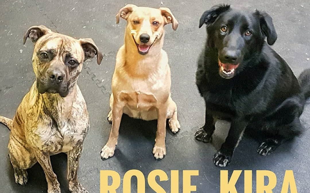 Rosie, Kira, and Luna