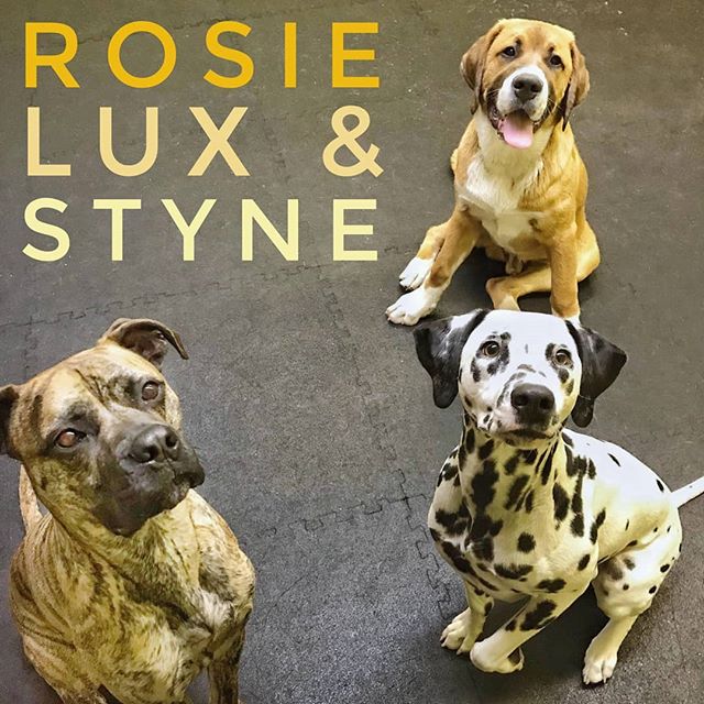 Rosie, Lux, and Styne enjoying each other’s company