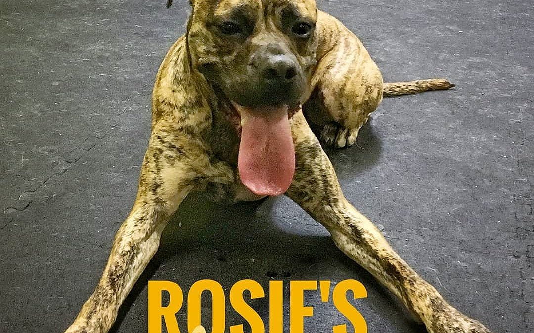 Rosie’s tongue showing off her satisfied play session with friends