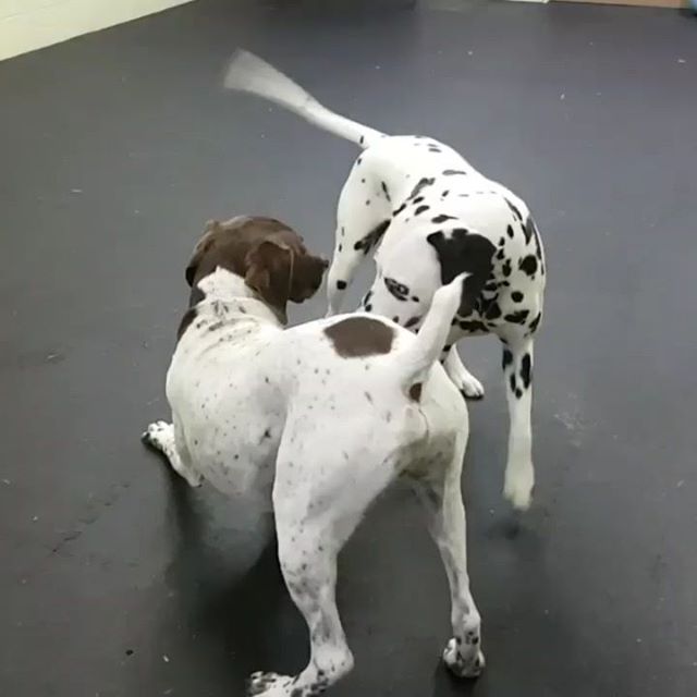 Scout and Lux playing together without touching each other much