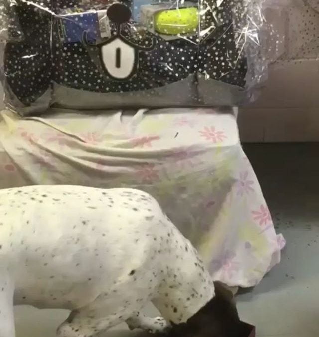 Scout chose the winner of the dog basket draw we made for the Kootenay Healthy Lifestyles Expo last weekend