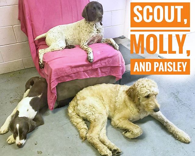 Scout, Molly, and Paisley taking a well deserved break from super, happy, fun daycare