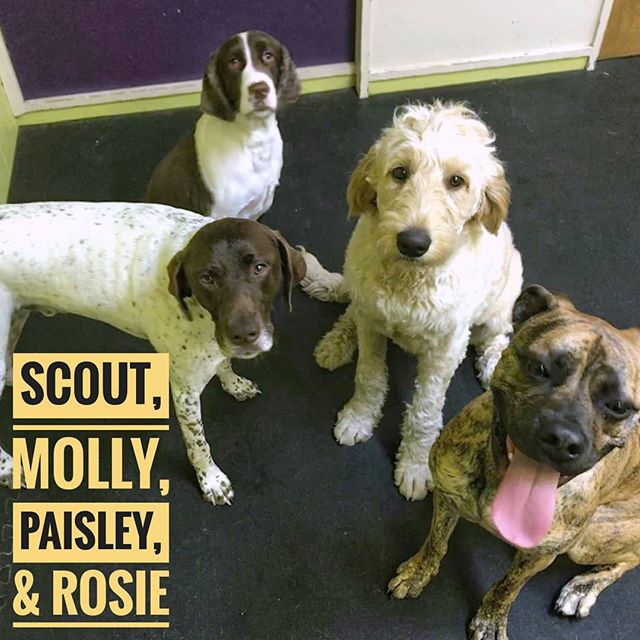 Scout, Molly, Paisley, and Rosie getting together for a photo and for you