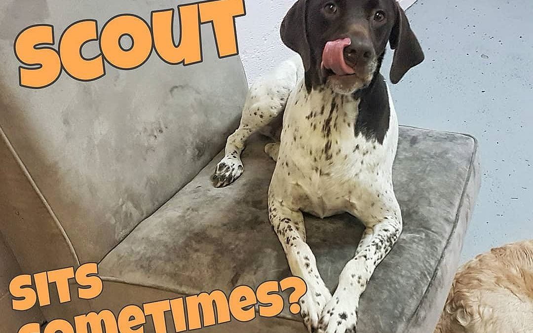 Scout sits sometimes? Who knew? Scout is usually one of the dogs that is everywhere at once to make sure he doesn’t miss out on anything
