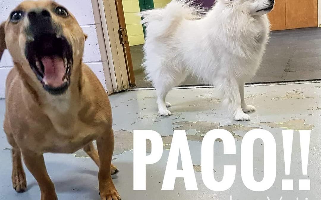 Shouty Paco and a calm Yeti in daycare