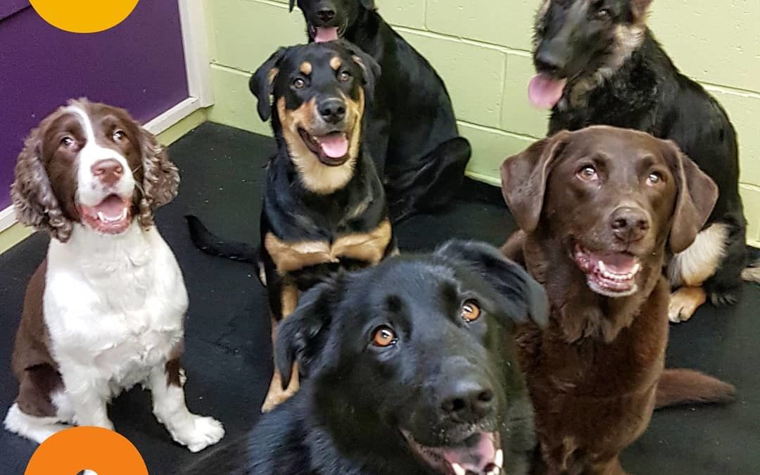 Six doggies, six smiles in our dog daycare