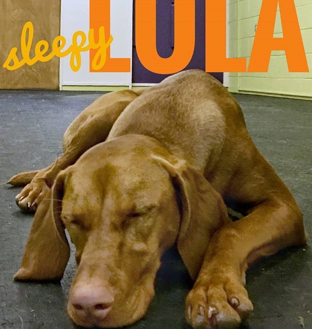 Sleeping Lola has never happened at daycare