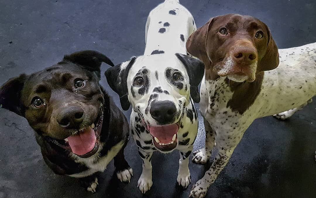 Solid proof that Luna, Lux, and Scout LOVE our daycare