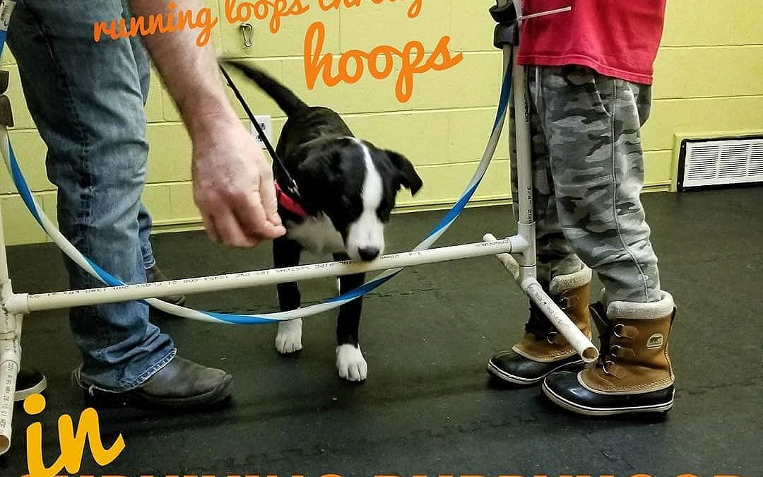 Solomon running loops through hoops in our Surviving Puppyhood class