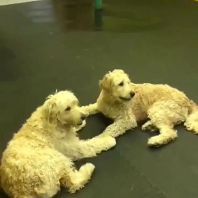 Stella and Paisley learn how to doodle-play into a sequenced set of moves
