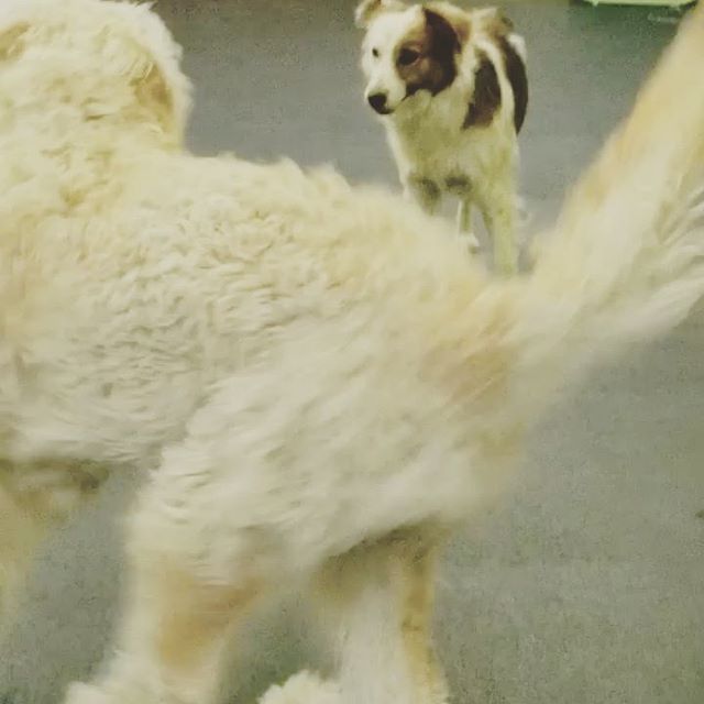 Stella (doodle) and Abby having a great one on one play session