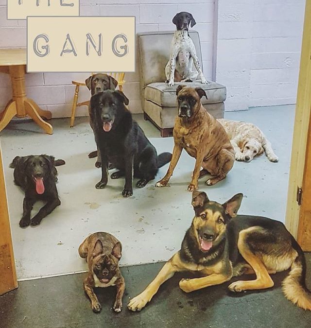 The Gang