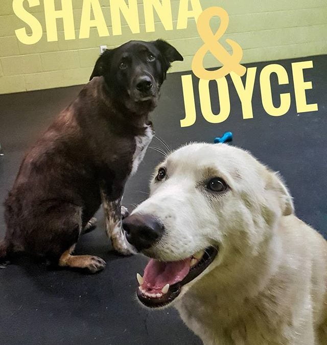 The great duo: Shanna and Joyce