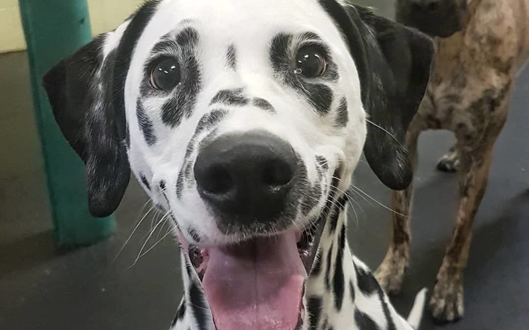 The happiest smile from Lux Your pup will get multiple walks, play with an assortment of toys, and get some basic training manners while at Barks and Recreation’s daycare