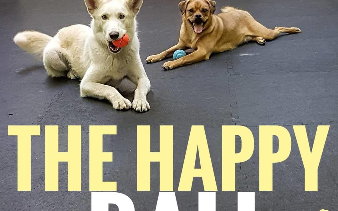 The Happy Ball Gang getting some quality ball time in our daycare