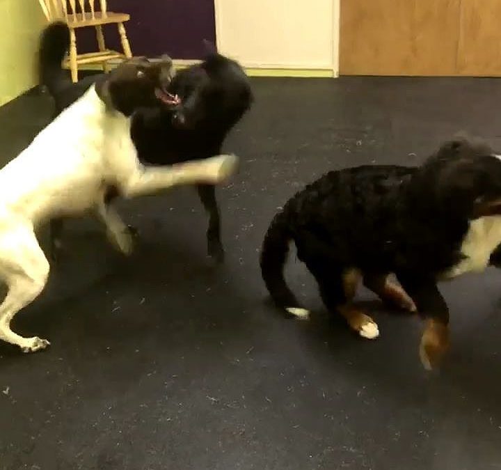 The ladies and Scout