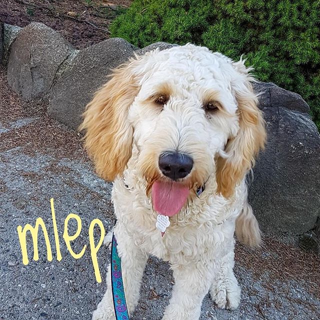 The mleps of Barks and Recreation