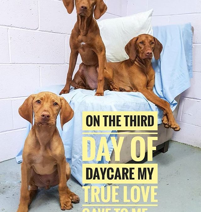 The Three Vizslas of Daycare