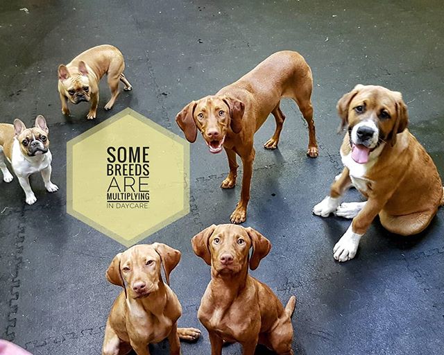 Two Frenchtons, three Vizslas, and a mixed breed, Styne