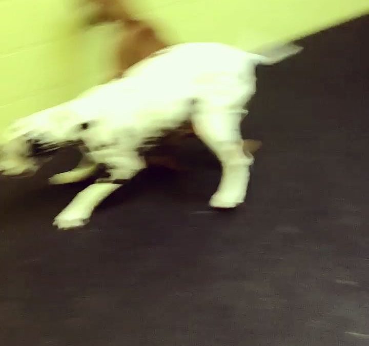 Watch for Lola’s super cute play bow while playing with Lux