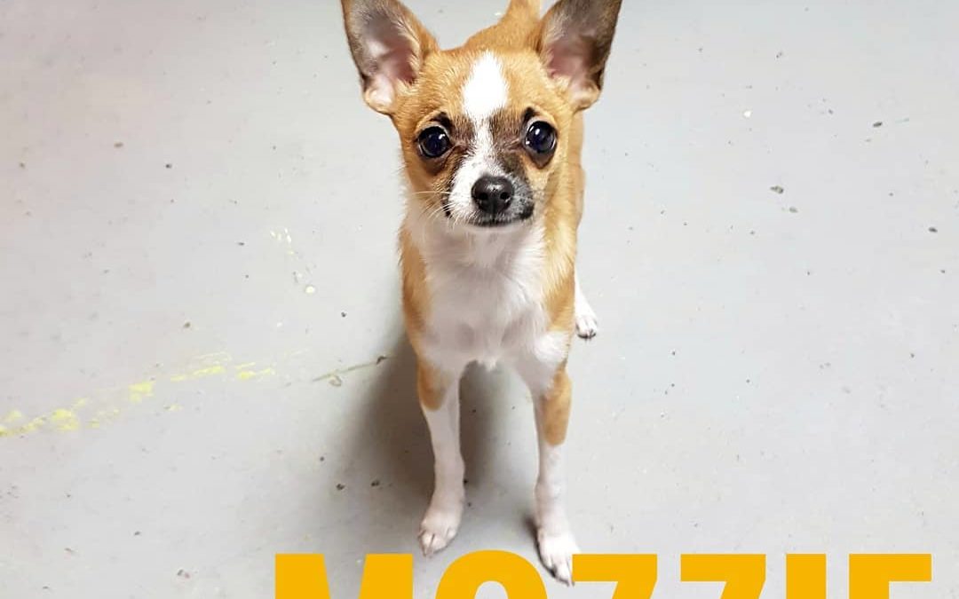 We had the joy of getting to meet new daycare dog, Mozzie