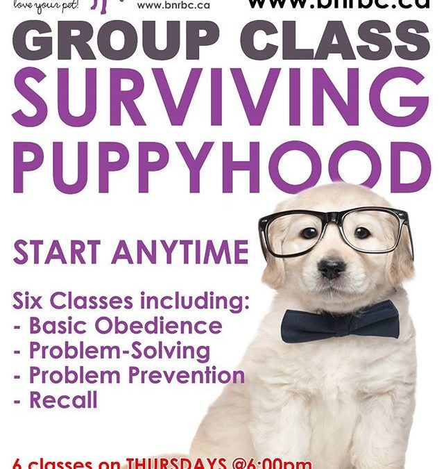 We now have three puppy classes available