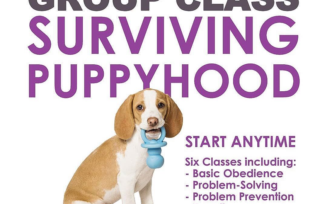 We now have two puppy classes available