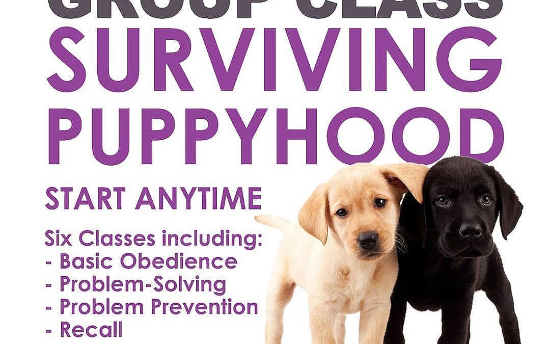 We now have two puppy classes available